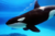 Sea world_tiny